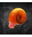 Caracol Planorbis Rojo | Planorbis rubrum