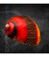 Caracol Picasso | Vittina waigiensis