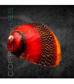 Caracol Picasso | Vittina waigiensis