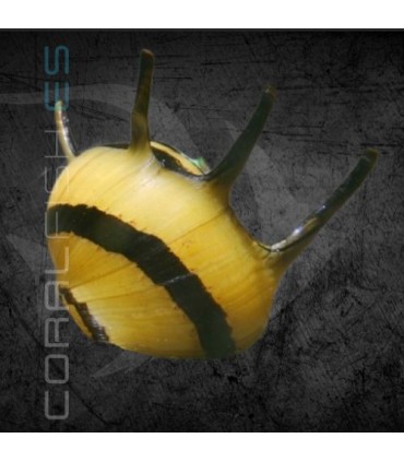 Caracol Abeja | Clithon donovani