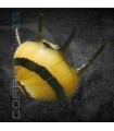 Caracol Abeja | Clithon donovani
