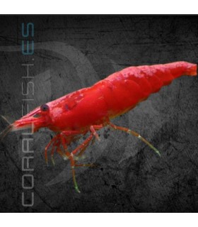 Gamba Rojo Fuego | Neocaridina heteropoda