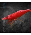 Gamba Rojo Fuego | Neocaridina heteropoda