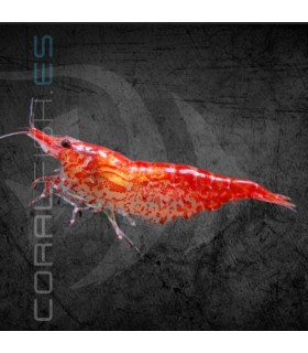 Gamba Rojo Cereza | Neocaridina heteropoda