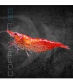 Gamba Rojo Cereza | Neocaridina heteropoda