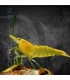 Gamba Amarilla Neón | Neocaridina heteropoda