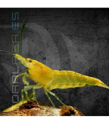 Gamba Amarilla Neón | Neocaridina heteropoda
