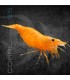 Gamba Naranja Fuego | Neocaridina heteropoda