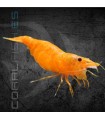 Gamba Naranja Fuego | Neocaridina heteropoda