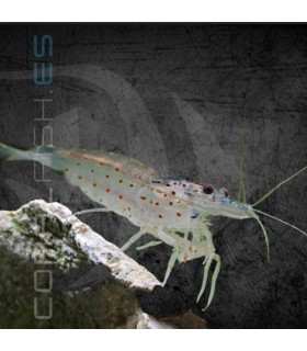 Gamba Caridina Japonica Amano M-L | Caridina multidentata