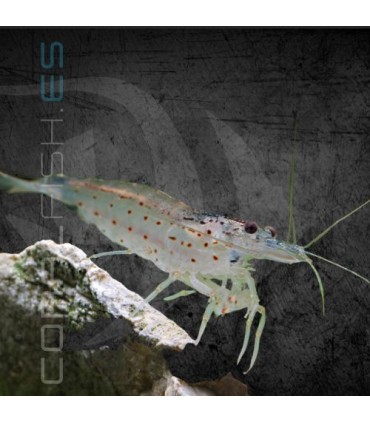 Gamba Caridina Japonica Amano M-L | Caridina multidentata
