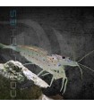 Gamba Caridina Japonica Amano M-L | Caridina multidentata