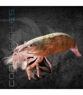 Gamba Filtradora | Atyopsys moluccensis