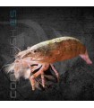 Gamba Filtradora | Atyopsys moluccensis