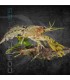 Langosta Enana Azul | Cambarellus diminutus