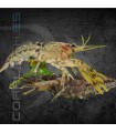 Langosta Enana Azul | Cambarellus diminutus