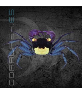 Cangrejo Vampiro Morado | Geosesarma dennerle