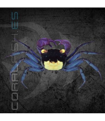 Cangrejo Vampiro Morado | Geosesarma dennerle