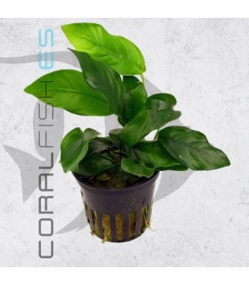 Anubias nana | Maceta de 5cm