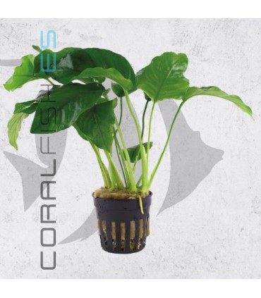 Anubias barteri | Maceta de 5cm