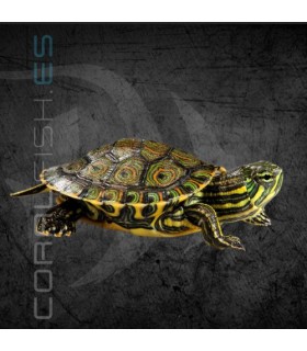 Tortuga Pavo Real 3-4cm | Trachemys venusta