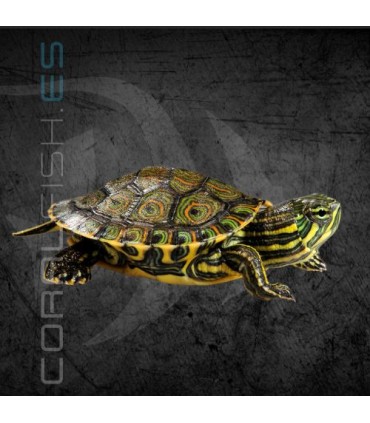 Tortuga Pavo Real 3-4cm | Trachemys venusta