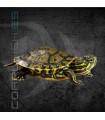 Tortuga Pavo Real 3-4cm | Trachemys venusta