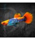 Guppy Macho Red Cap Cobra 3-3.5 cm | Poecilia reticulata
