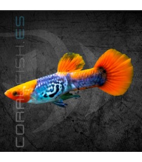 Guppy Macho Red Cap Cobra 3-3.5 cm | Poecilia reticulata