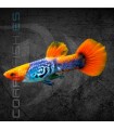 Guppy Macho Red Cap Cobra 3-3.5 cm | Poecilia reticulata