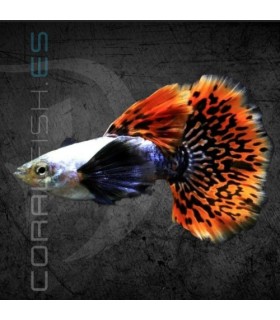 Guppy Macho Rojo Dumbo Mosaico 2.5-3 cm | Poecilia reticulata