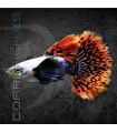 Guppy Macho Rojo Dumbo Mosaico 2.5-3 cm | Poecilia reticulata