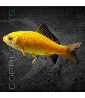 Cometa Amarillo 8-11 cm | Carassius auratus