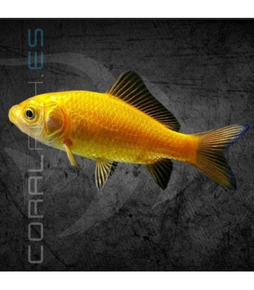 Cometa Amarillo 8-11 cm | Carassius auratus