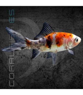 Cometa Shubunkin 15-18 cm | Carassius auratus