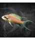 Princesa de Burundi 4-5 cm | Lamprologus brichardi