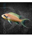 Princesa de Burundi 4-5 cm | Lamprologus brichardi