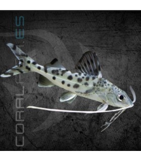 Pez Gato Leopardo 5-6 cm | Pimelodella pictus