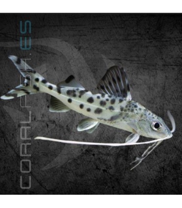 Pez Gato Leopardo 5-6 cm | Pimelodella pictus