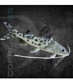 Pez Gato Leopardo 5-6 cm | Pimelodella pictus