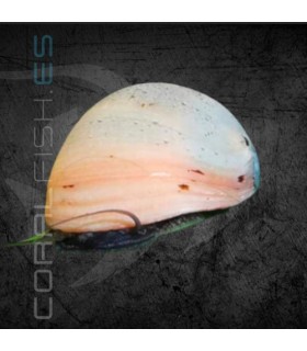 Caracol Casco Militar Dorado | Neritina pulligera