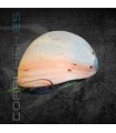 Caracol Casco Militar Dorado | Neritina pulligera
