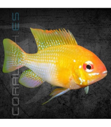 Ramirezi Oro 3.5-4cm | Microgeophagus ramirezi