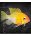 Ramirezi Oro 3.5-4cm | Microgeophagus ramirezi