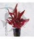 Alternanthera rosaefolia rosanervig | Maceta de 5cm