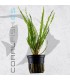 Cryptocoryne crispatula (retrospiralis) | Maceta de 5 cm