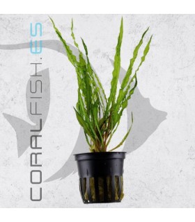 Cryptocoryne crispatula (retrospiralis) | Maceta de 5 cm
