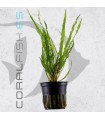 Cryptocoryne crispatula (retrospiralis) | Maceta de 5 cm