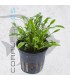 Cryptocoryne parva | Maceta de 5cm