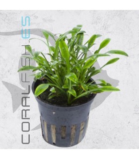 Cryptocoryne parva | Maceta de 5cm